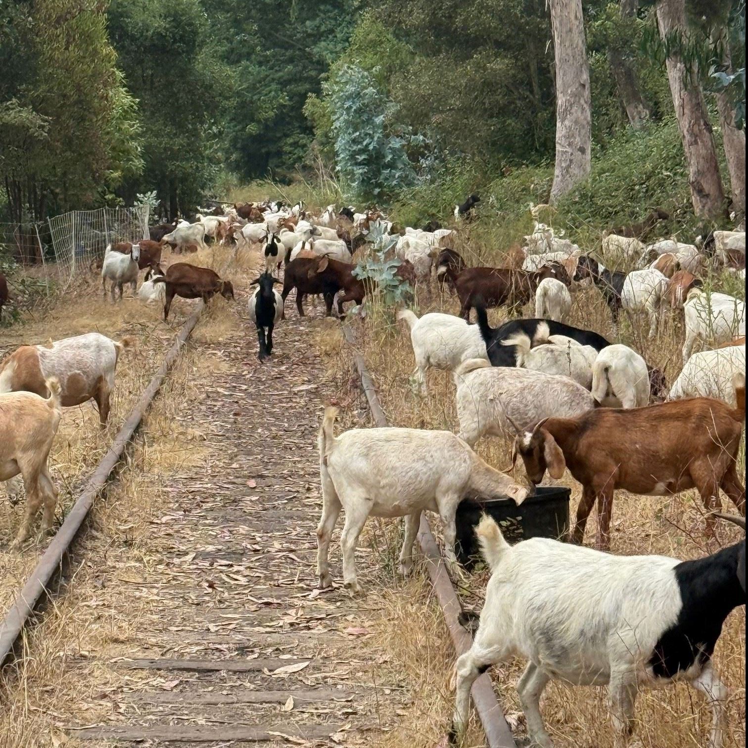 Goat herd on Sumner RR tracks 8-2025